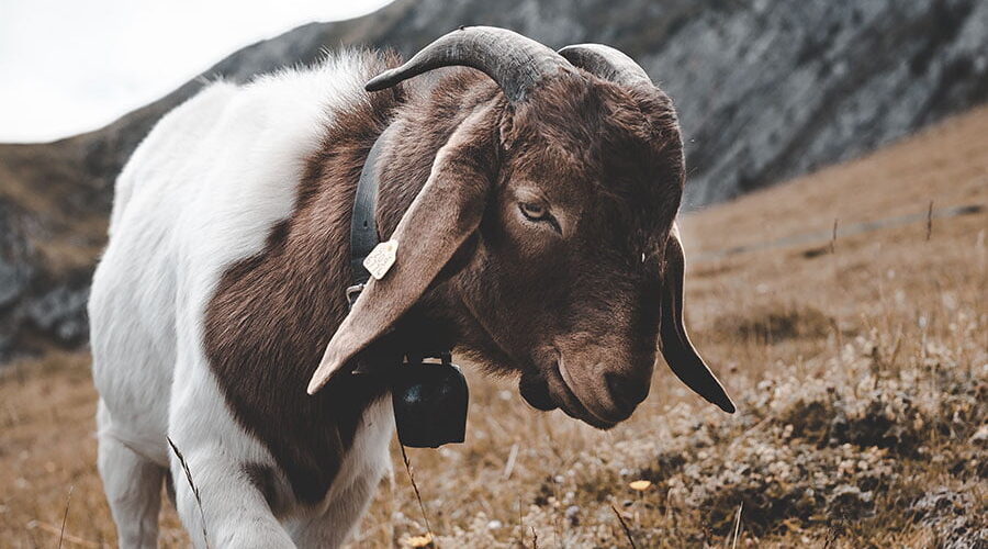 Nafsu Makan Kambing Menurun? Tingkatkan Dengan Suplemen Jamu