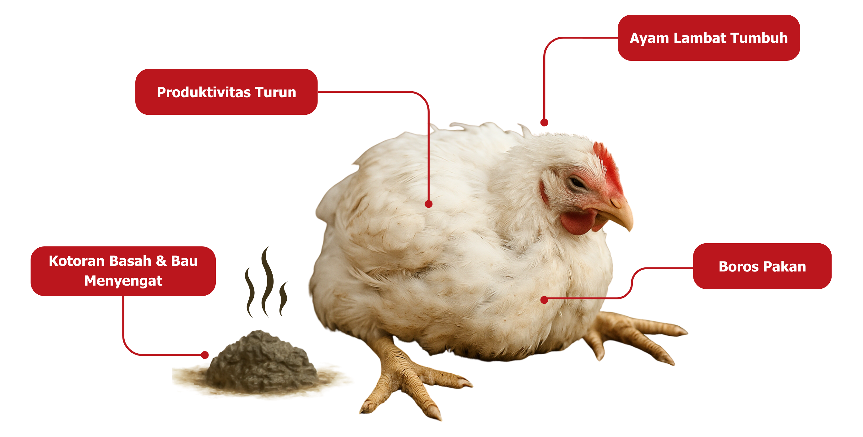 AYAM SAKIT