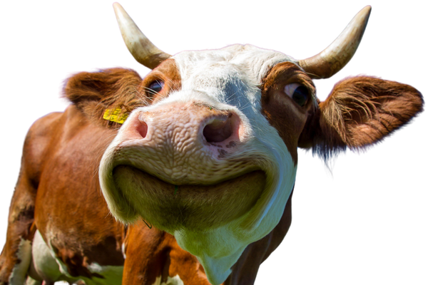 smilling cow