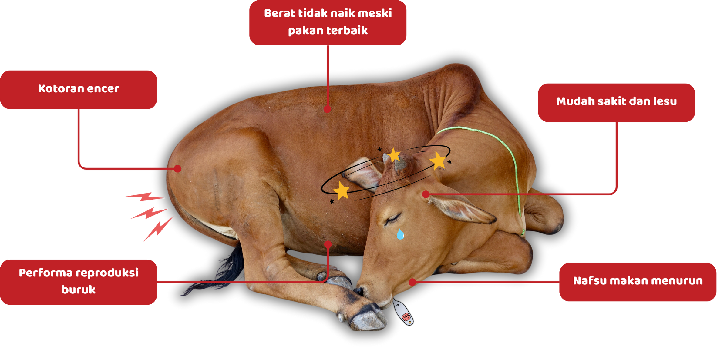 cow-sick Ceta-Prob